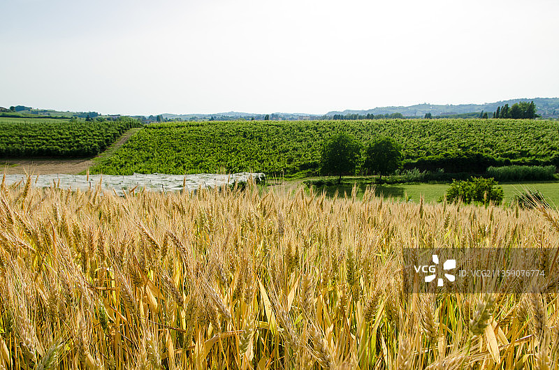 意大利蒙费拉特的田园风光图片素材