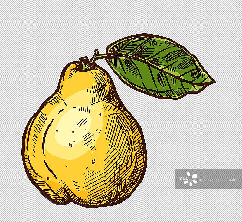 黄色新疆香梨水果元素图片素材