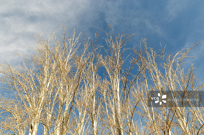 仰视天空下的光秃秃的树。图片素材