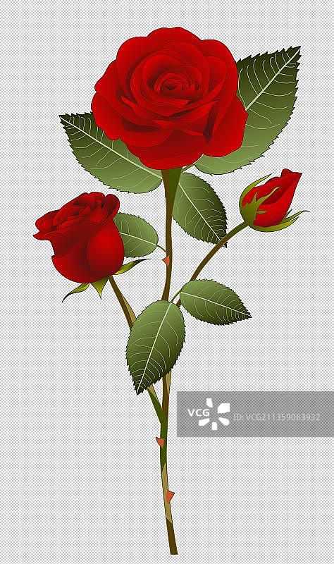 一支鲜艳的玫瑰花元素图片素材