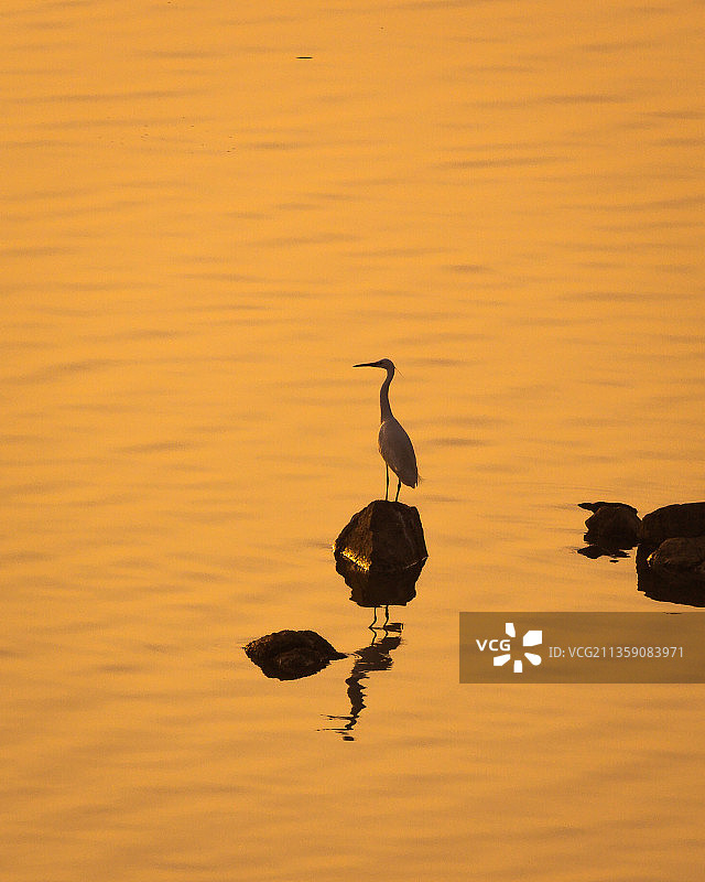 日落时分，印度特伦甘纳邦海德拉巴湖中栖息的鸟类剪影图片素材