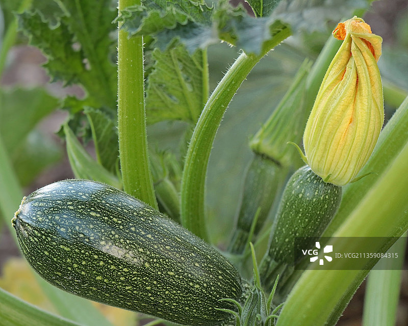 约旦伊尔比德植物蔬菜生长特写图片素材