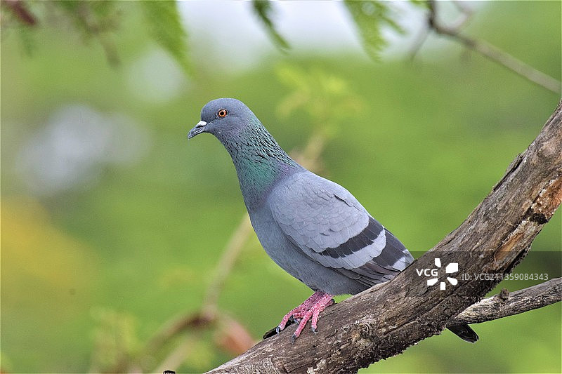 树上栖息的鸽子特写图片素材