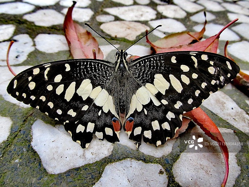 蝴蝶在叶子上的特写图片素材