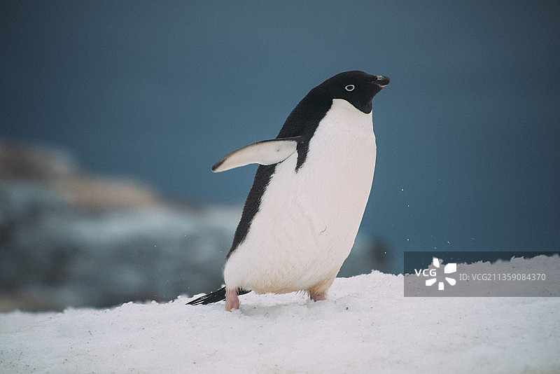 南极洲阿德利企鹅、帽带企鹅和金图企鹅的特写图片素材