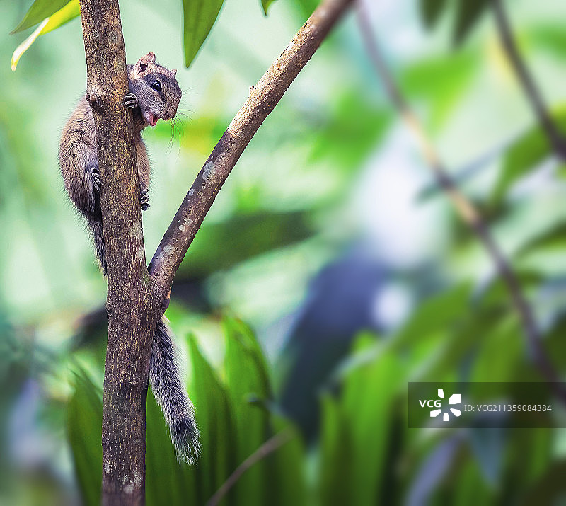 树枝上的蜥蜴特写图片素材