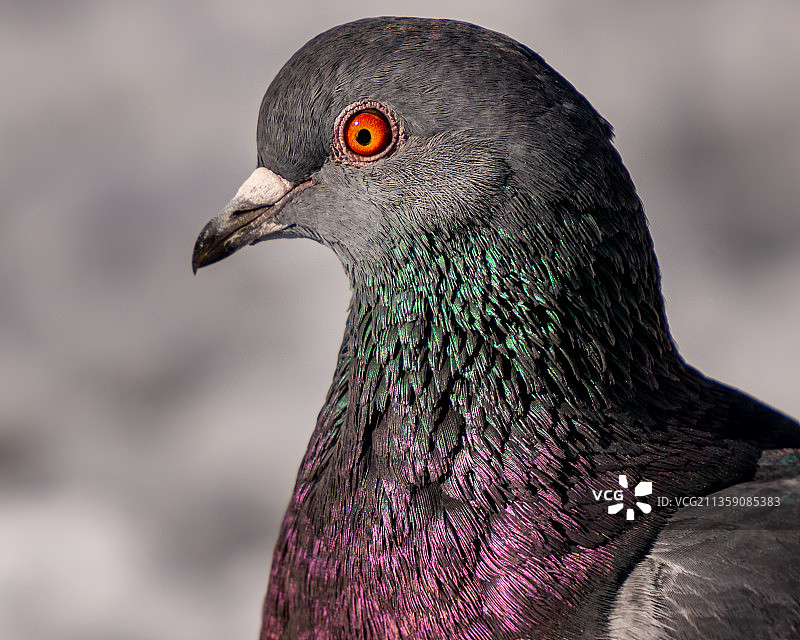 岩鸽的特写，百年公园，美国图片素材