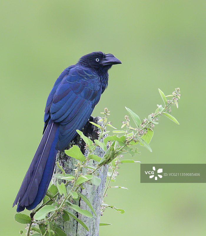 巴西鸣禽栖息在树枝上特写图片素材