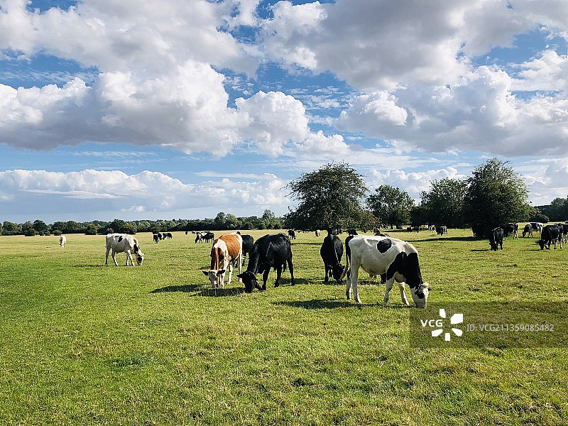 美丽的牧场图片素材