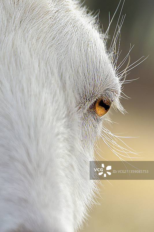 北美浣熊的特写，美国北卡罗来纳州图片素材