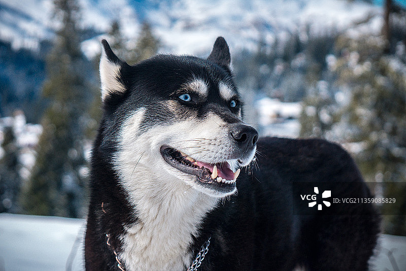 格鲁吉亚雪地雪橇西伯利亚哈士奇特写图片素材