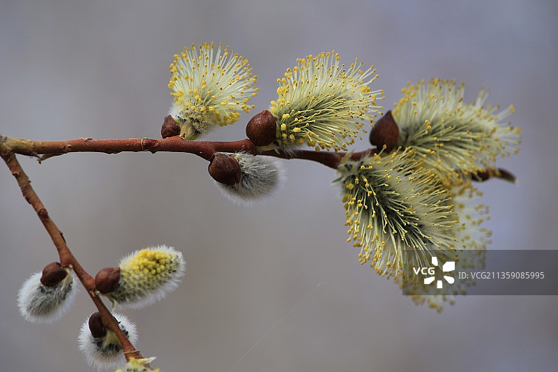开花植物的特写图片素材