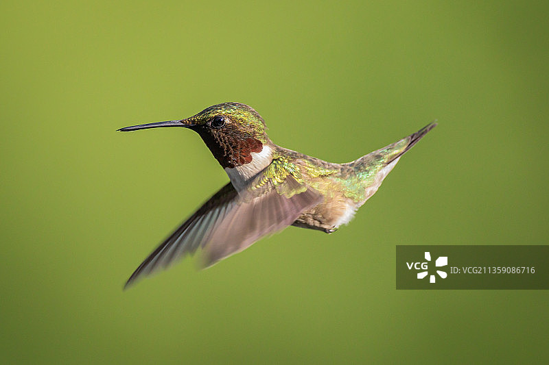 蜂鸟在户外飞行的特写，贝滕多夫，爱荷华州，美国图片素材