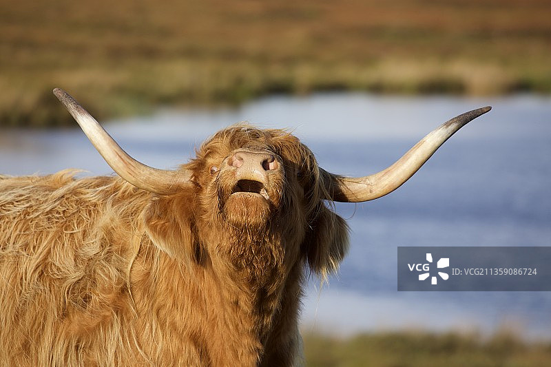 英国瑟索水牛肖像图片素材