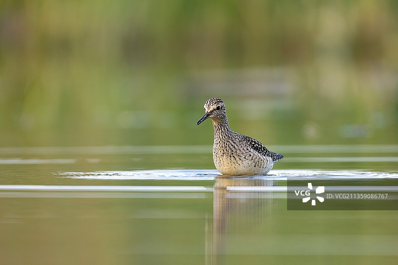 鹬鸟栖息在湖面上特写图片素材