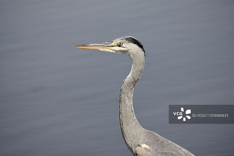 灰鹭的俯视角度照片图片素材