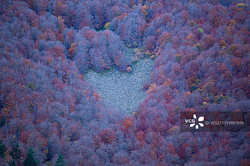 法国秋季森林中的树木高角度视图图片素材