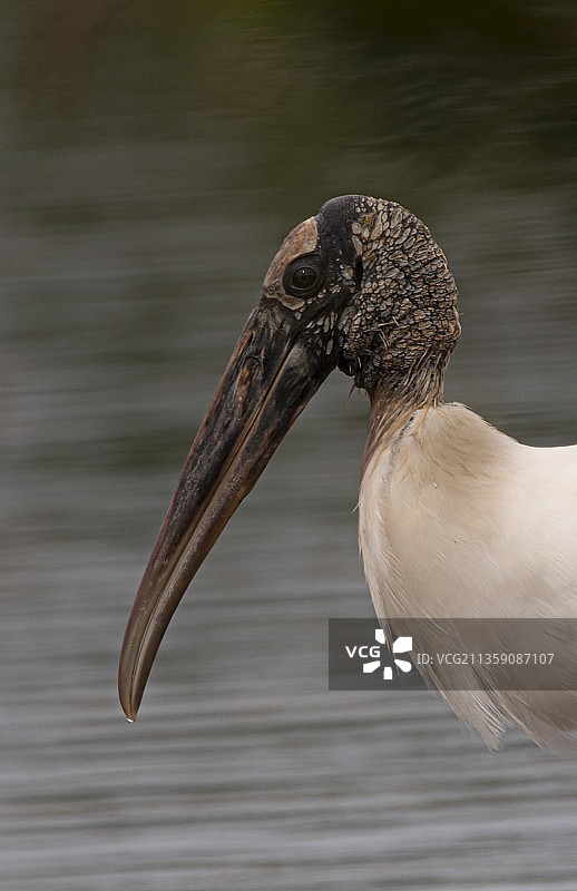 户外栖息的鹳鸟特写，佛罗里达州，美国图片素材