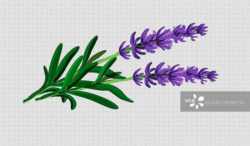 卡通紫色风信子植物图片素材