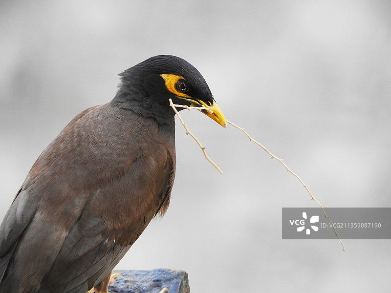 八哥栖息在木头上的特写，印度马哈拉施特拉邦塔恩图片素材