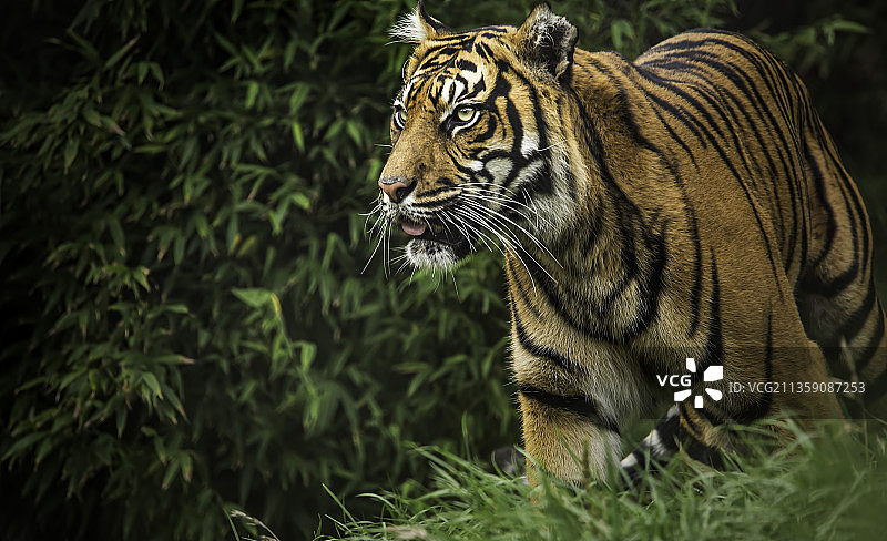 老虎站在澳大利亚维多利亚州墨尔本的田野上图片素材