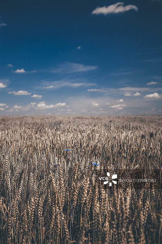 格利维采博伊科夫斯卡的天空背景下的田野风光，波兰图片素材