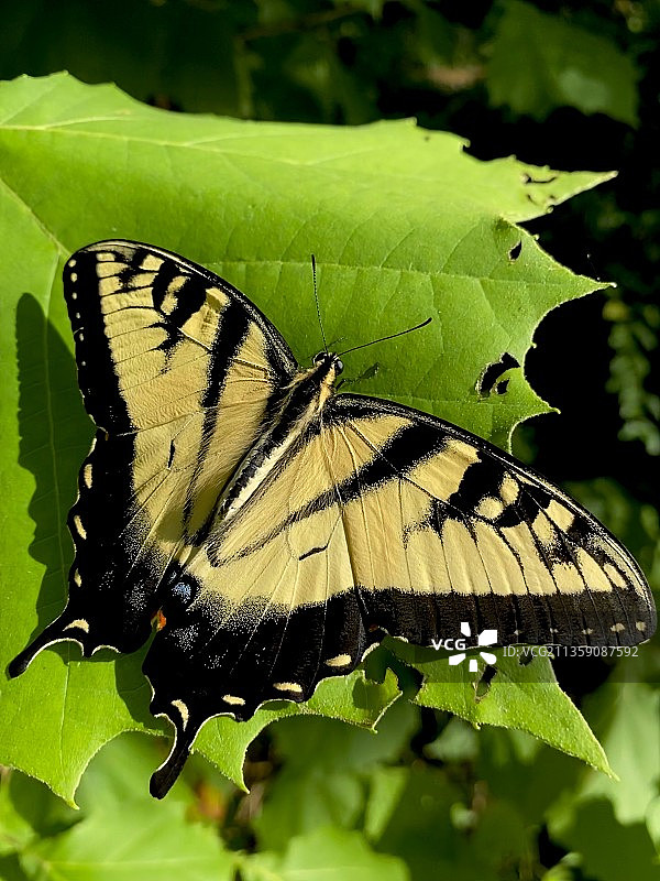 蝴蝶在叶子上的特写图片素材