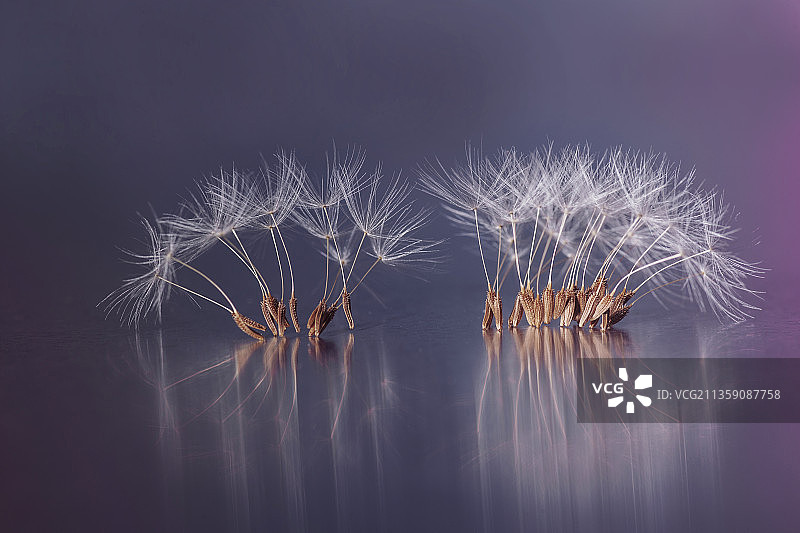 植物上的蒲公英的特写图片素材