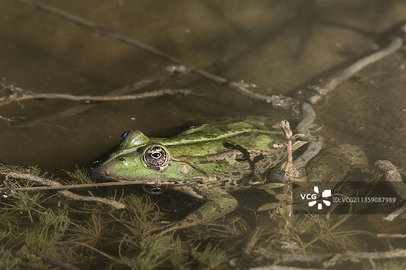 法国湖泊中常见的青蛙特写图片素材