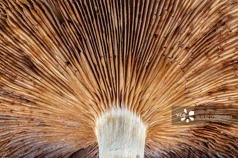 扫帚特写，西班牙图片素材