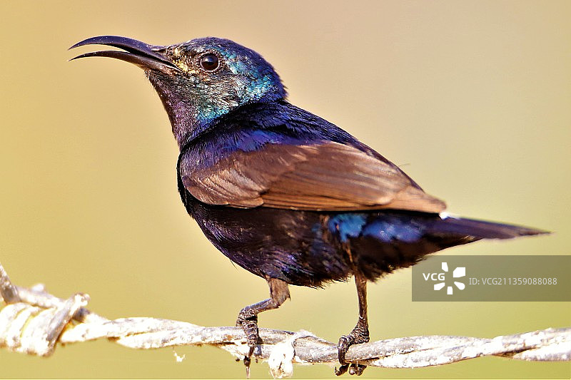 特写：歌八哥栖息在印度安得拉邦普塔帕蒂的树枝上图片素材