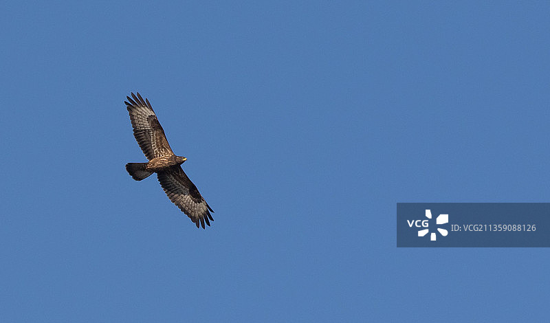塞浦路斯，仰视蓝色晴空下飞翔的鹰图片素材