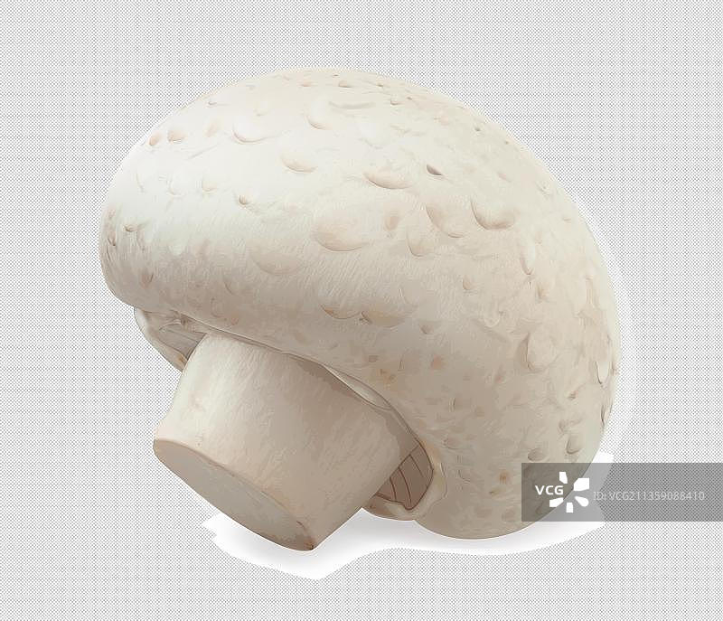 双孢菇侧面元素图片素材