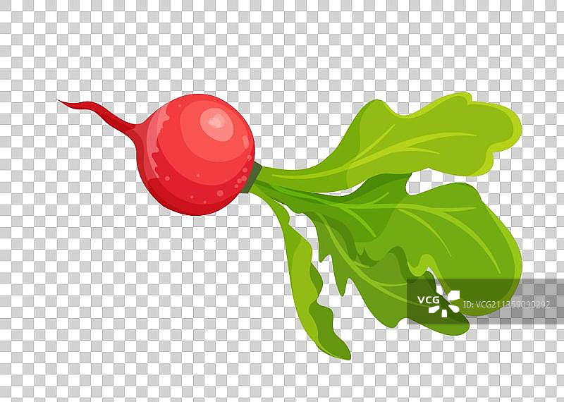 红萝卜头元素图片素材