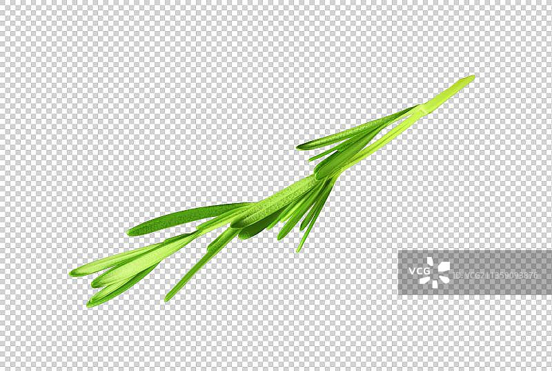 一根迷迭香图片素材