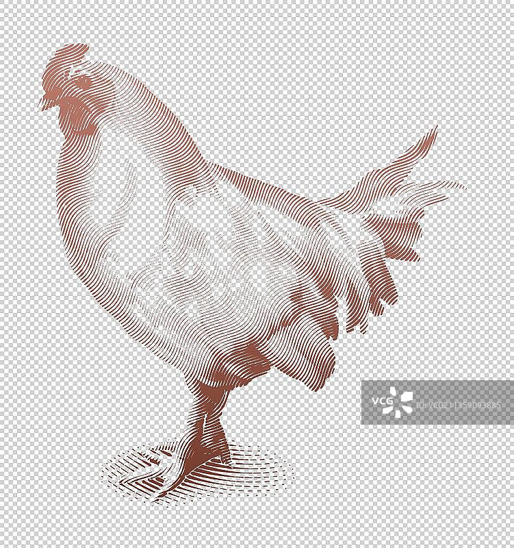 卡通素描画鸡高清PNG素材图片素材
