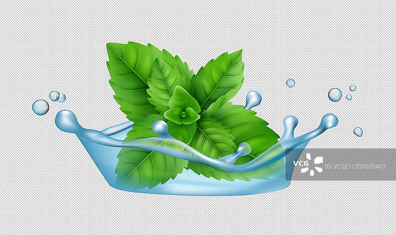 水花中的罗勒叶图片素材