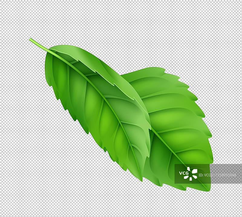 两片绿叶图片素材