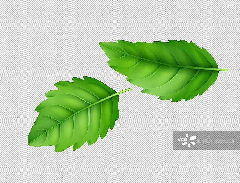 两片罗勒叶图片素材