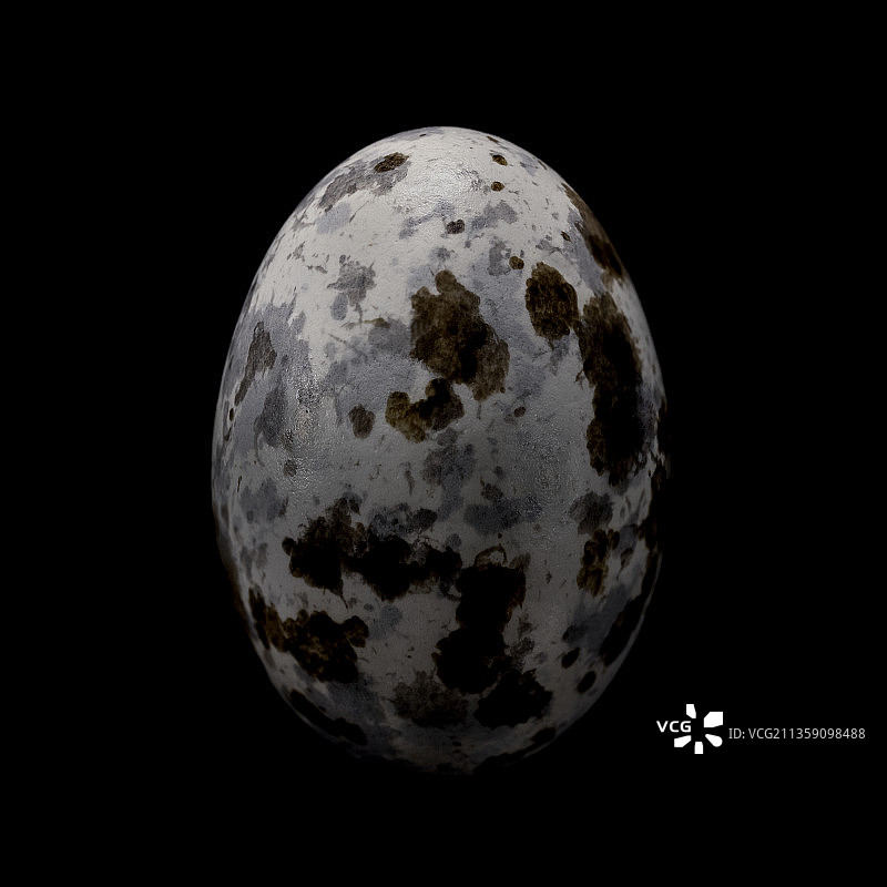 欧洲夜鹰（普通夜鹰，夜鹰，欧洲夜鹰） - 蛋图片素材