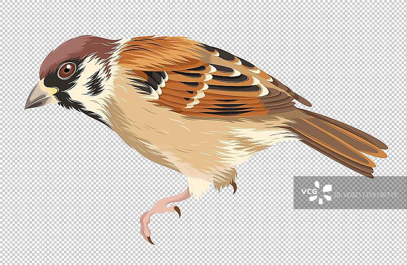 一只山麻雀图片素材