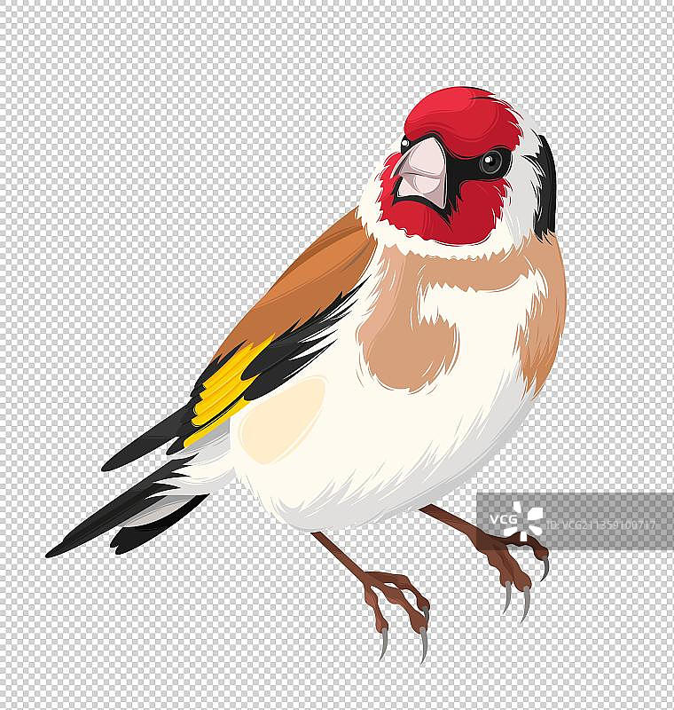 一只金翅雀图片素材