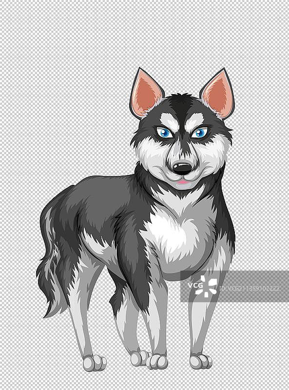 哈士奇卡通高清png免抠元素图片素材