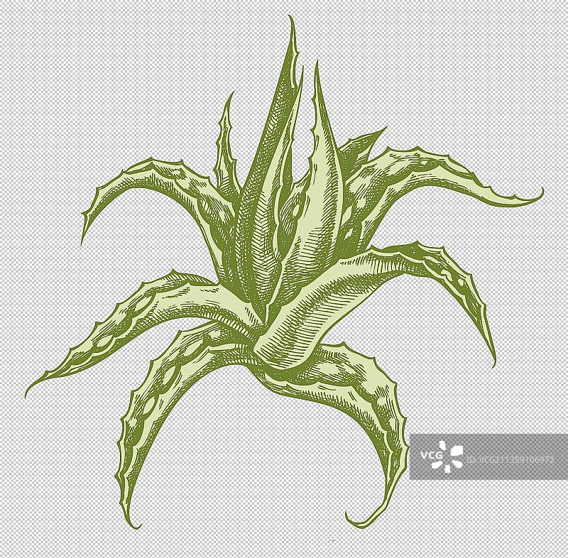 手绘风芦荟元素图片素材