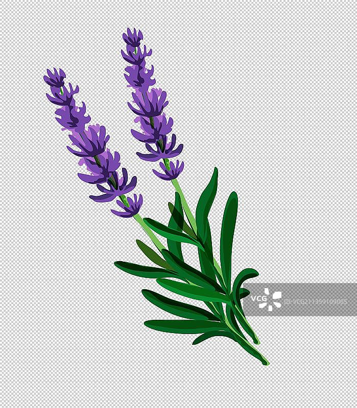 手绘薰衣草图片素材