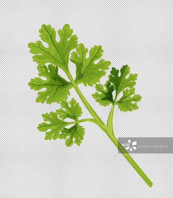 手绘欧芹图片素材