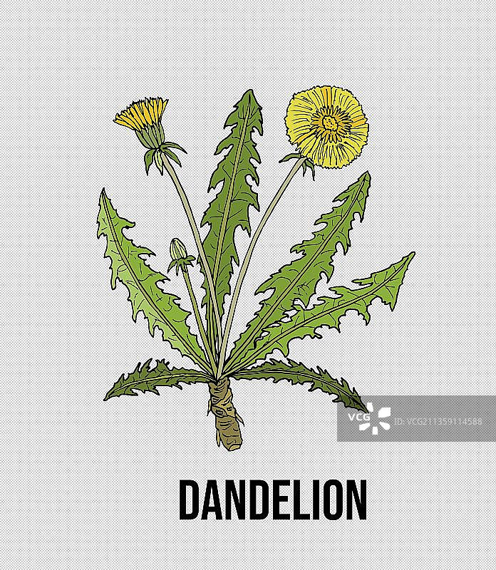 蒲公英元素图片素材