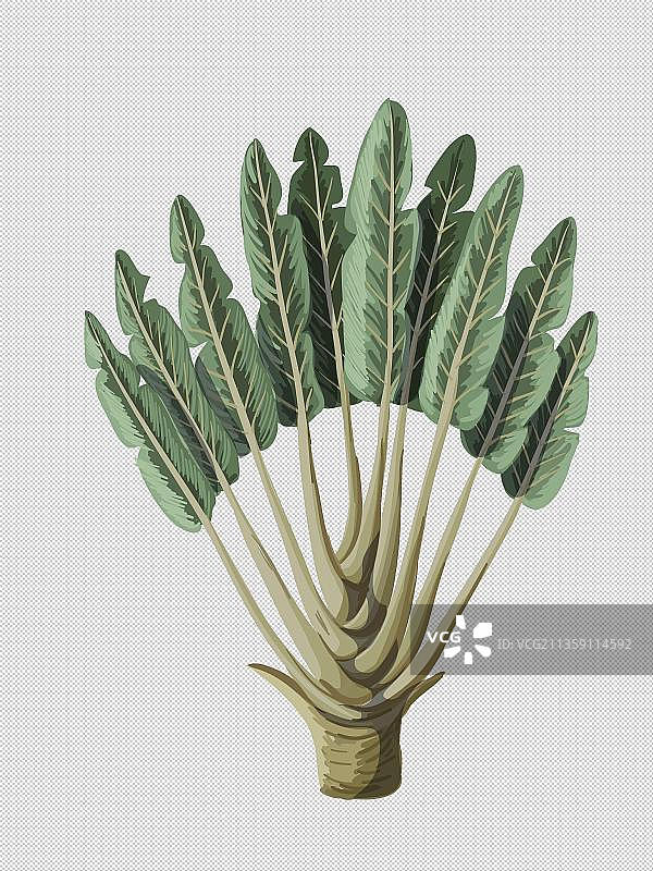 龟背竹图片素材