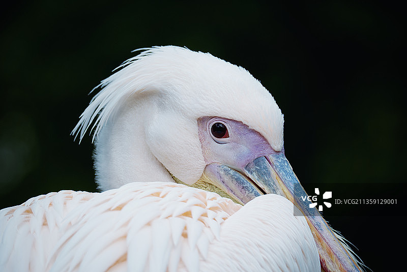 美洲白鹈鹕近景，德国海德堡图片素材