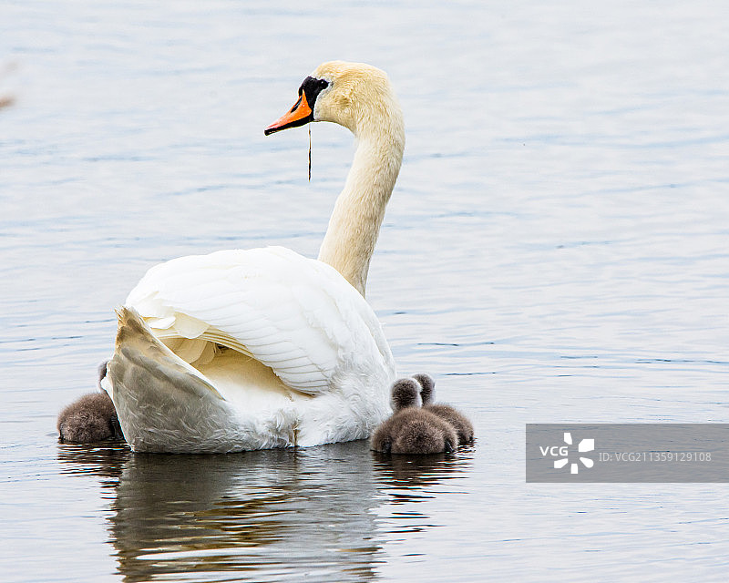 加拿大鹅，芬兰图片素材